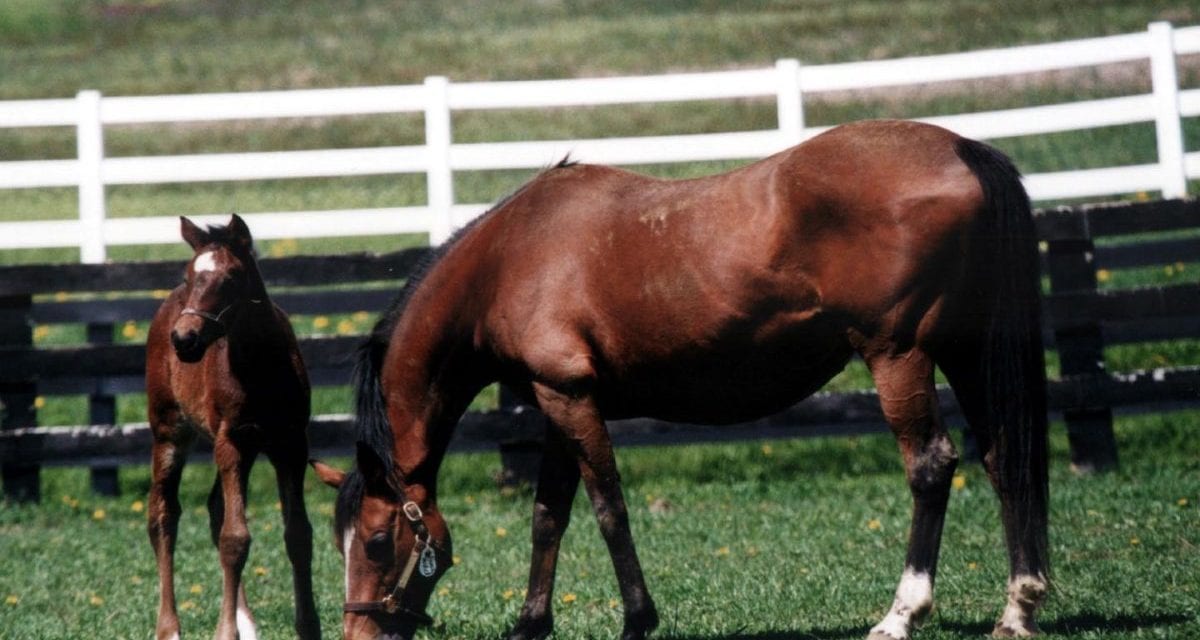 NJ breeders hang on in the face of challenges