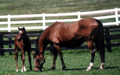 Midlantic mares bred declines amid continuing national fall