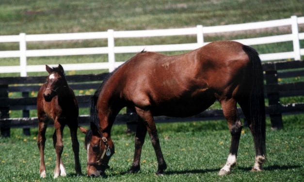 Midlantic mares bred declines amid continuing national fall