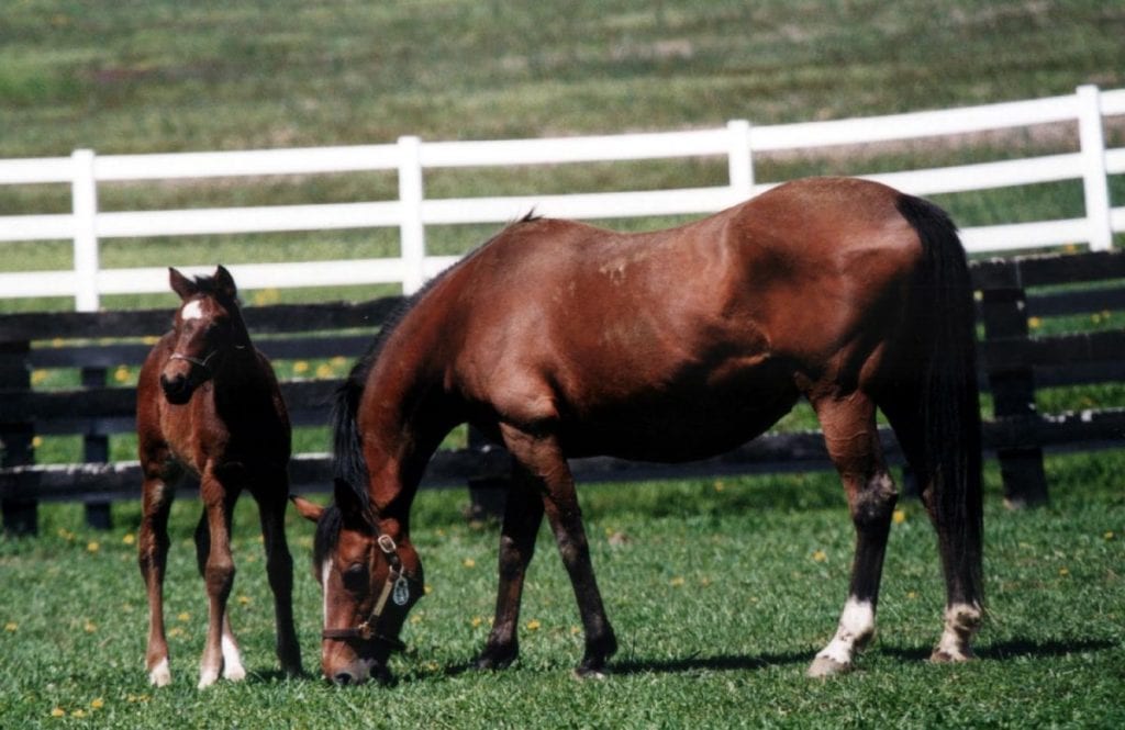 mare and foal