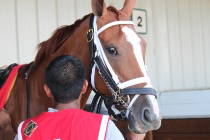 thankyoumaryloucloseuphahn