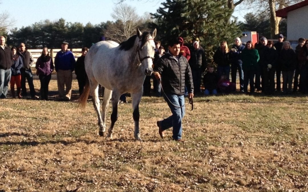 Global stallions app adds new feature