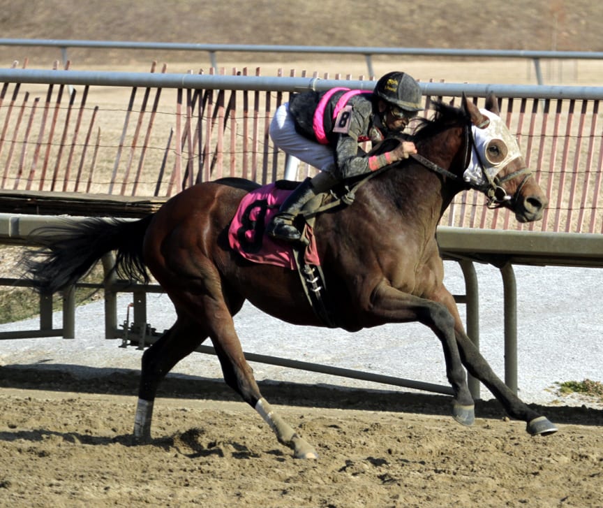 Social Inclusion will be Preakness-bound on Wednesday