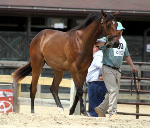 champ-2468asseo