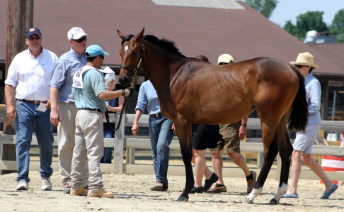 champ-2490asseo