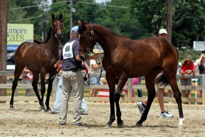 yearlingsintheringasseo