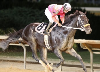 pantsonfirewildwonderfulbrammer