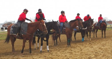 Pimlico ponies