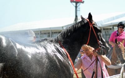 Ben’s Cat wins 2017 Vox Populi Award