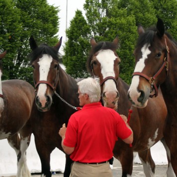 clydesdales1169