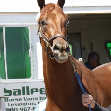 dortmundheadreedpalmer