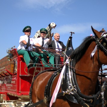 king and clydesdales-1290