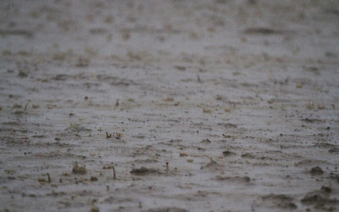 Laurel Park cancels November 22 card