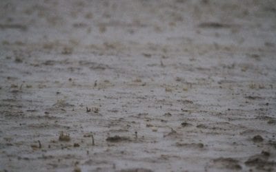 Laurel Park cancels November 22 card