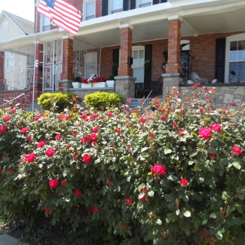 roses in yard
