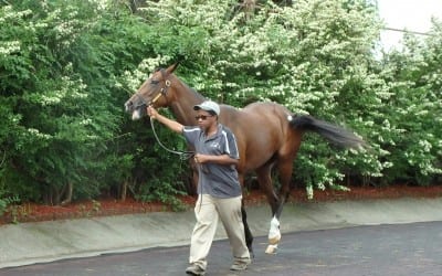 Fasig-Tipton yearling sale by the numbers