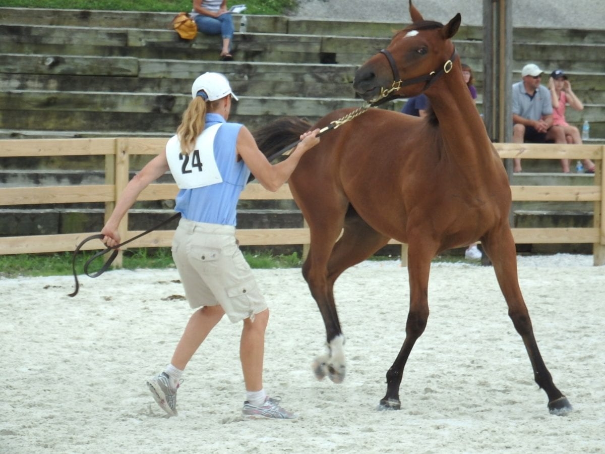 79 yearlings and one retired trophy at MHBA show