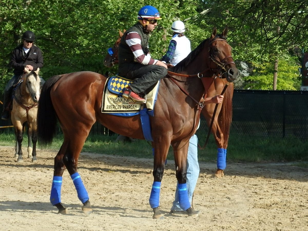 American Pharoah in photos