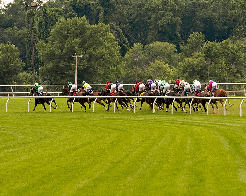 laurelturfturn