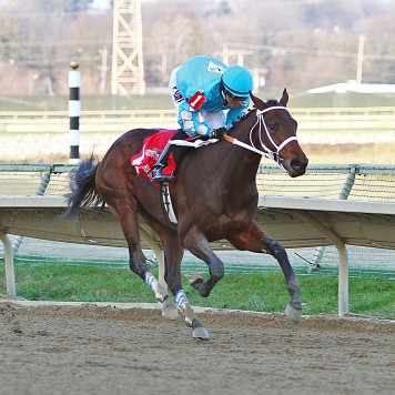 12-05-15 P 08 Bird Of Trey FIN 03