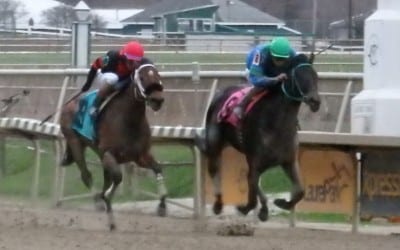 Flattering Bea aims for second Sugar Maple crown