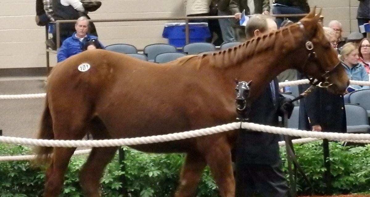 Midlantic-breds dominate Fasig-Tipton mixed sale