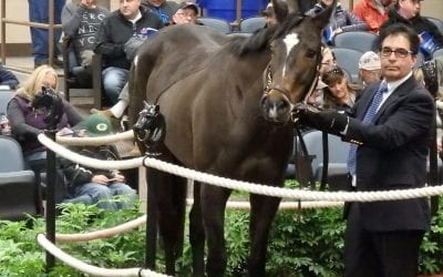 Analysis: Declining buybacks at Fasig-Tipton