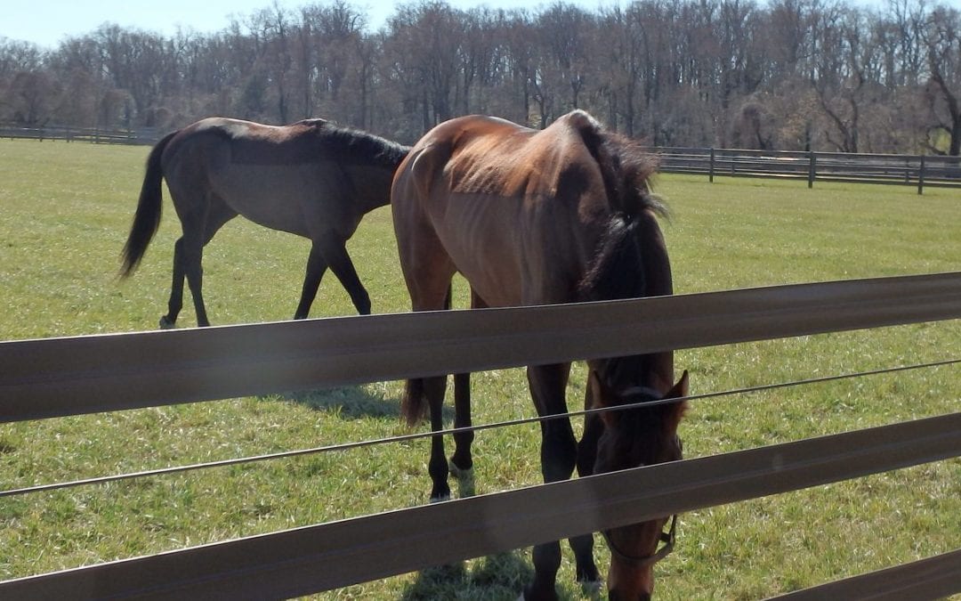 Equineline introduces OTTB profile