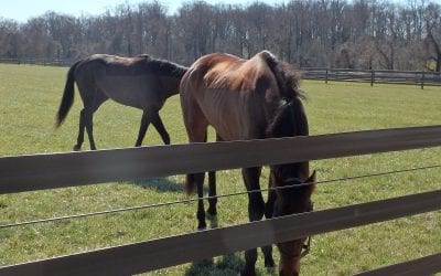 Number of live foals reported declines 2.4 percent