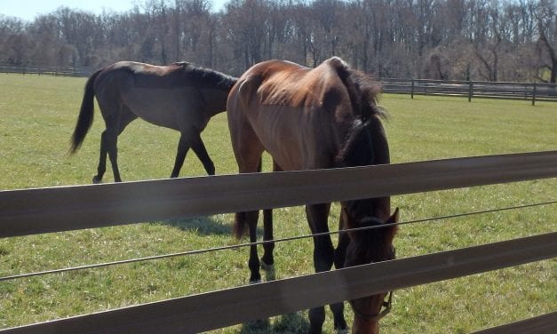 Number of live foals reported declines 2.4 percent