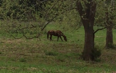 For Emily Daignault-Salvaggio, saving horses and changing mindsets