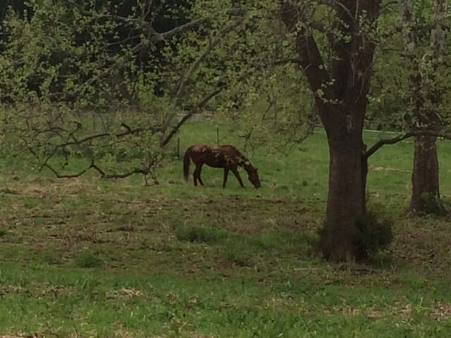 animal2