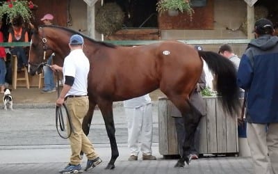 Fasig-Tipton 2020 2yo sale by the numbers