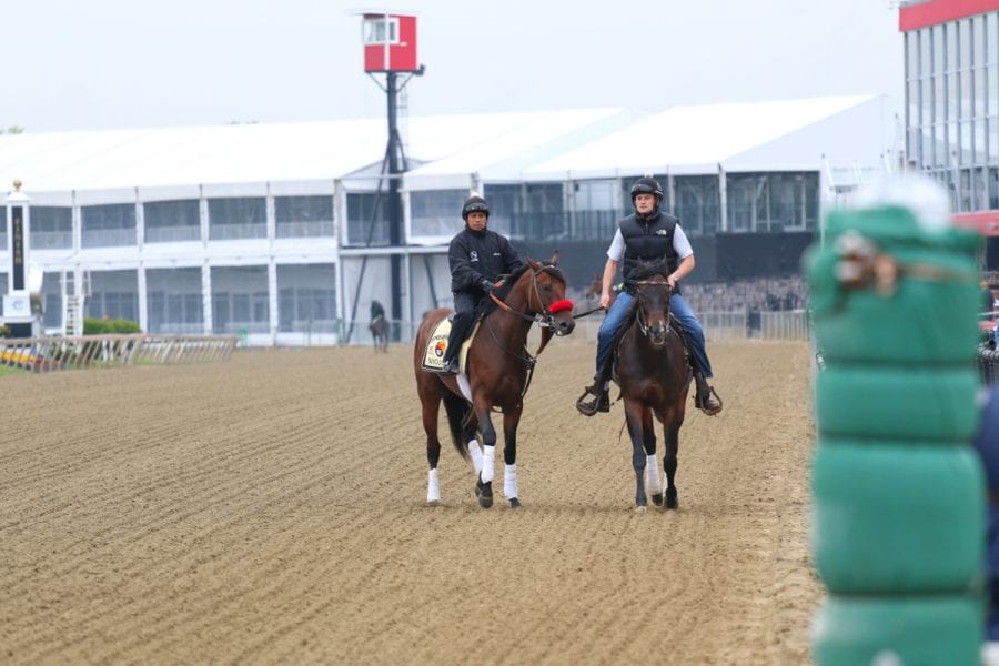 Nyquist, Pimlico, Preakness Week–20160511-7 Nyquist