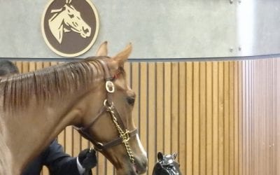 Fasig-Tipton 2-year-old sale by the numbers