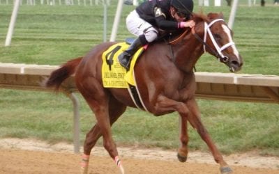 Big field set to contest Obeah Stakes