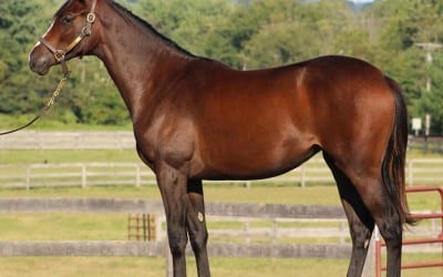 Cautious optimism as Fasig-Tipton yearling sale nears