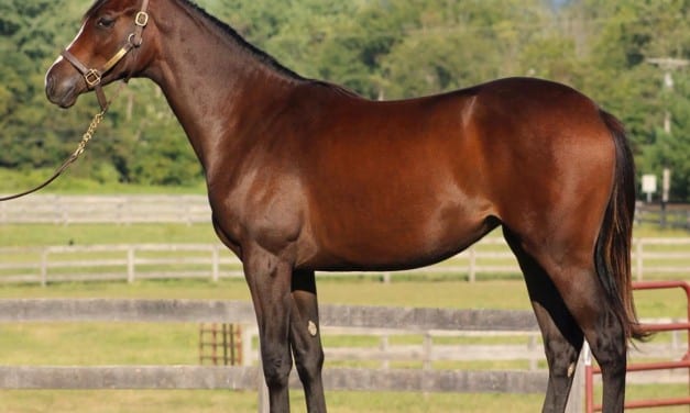 Cautious optimism as Fasig-Tipton yearling sale nears