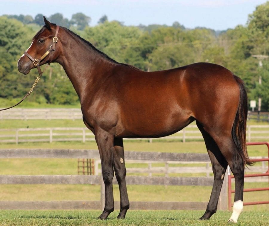 199bodemeisterfilly Bodemeister filly
