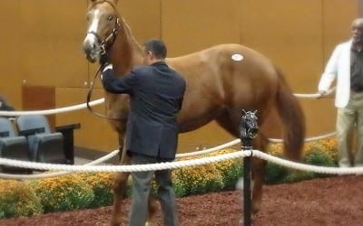 Region-breds drive Fasig-Tipton yearling results