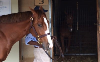 Some hips to watch at Fasig-Tipton yearling sale