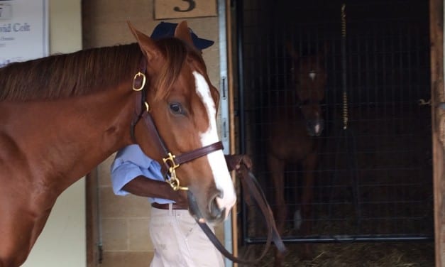 Some hips to watch at Fasig-Tipton yearling sale