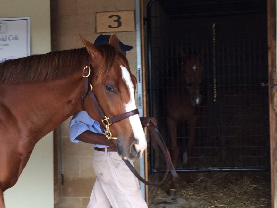 img_3736 Fasig-Tipton