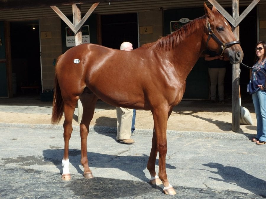 hip171 Curlin