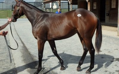 Fasig-Tipton Midlantic yearling catalog now online