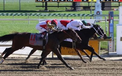 Equine fatality rate declined in 2016