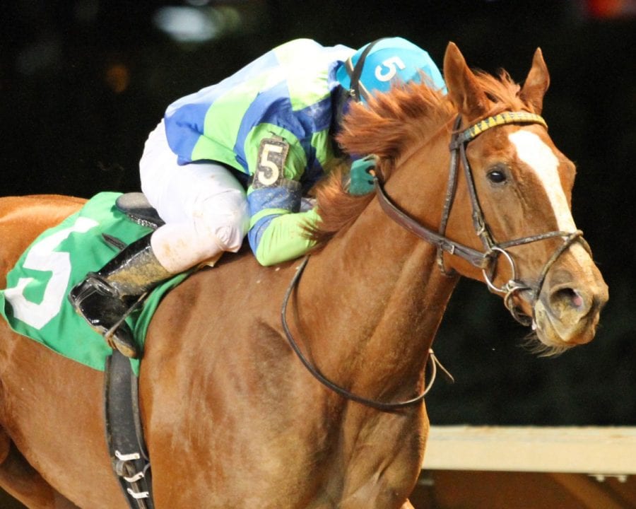red-hot-diva-my-sister-pearl-stakes-11-12-16-r07-ct-002 Red Hot Diva