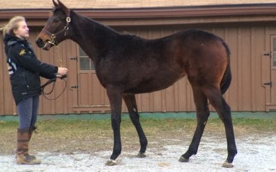 Reightler brings big, consistent group to Fasig-Tipton Mixed Sale