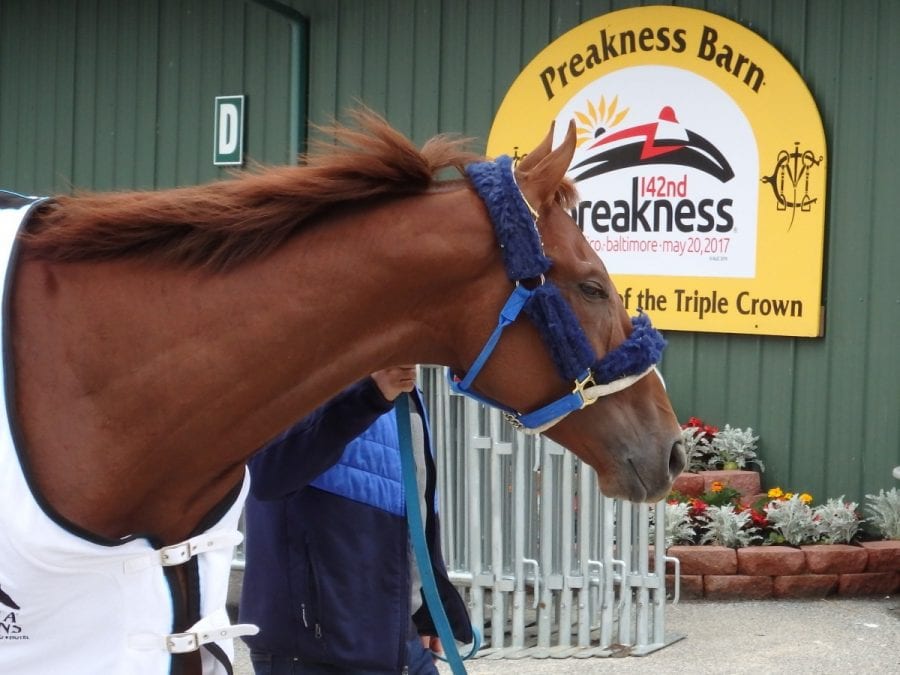 gunnevera2 Gunnevera