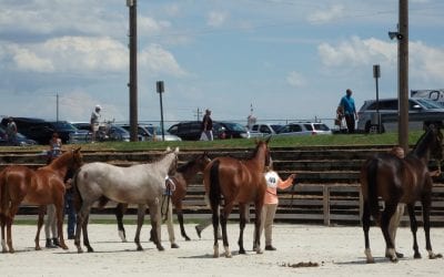 MHBA Yearling show set for Aug. 1